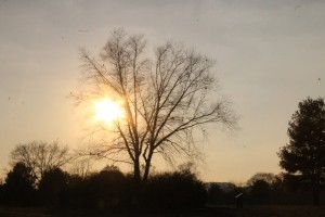 Sunset on the grounds of the Carter House, November 14, 2014.